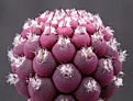 Нажмите на изображение для увеличения.

Название:	Tephrocactus_geometricus2.jpg
Просмотров:	361
Размер:	108.0 Кб
ID:	383729