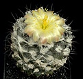 Нажмите на изображение для увеличения.

Название:	Copiapoa_tenuissima_JL147_sized.jpg
Просмотров:	369
Размер:	92.8 Кб
ID:	383730