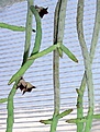 Нажмите на изображение для увеличения.

Название:	Huernia_pendula_03.jpg
Просмотров:	245
Размер:	56.2 Кб
ID:	383773
