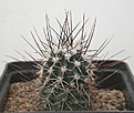 Нажмите на изображение для увеличения.

Название:	Echinocereus fendleri v longispinus MK1410.jpg
Просмотров:	311
Размер:	81.8 Кб
ID:	383774