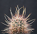 Нажмите на изображение для увеличения.

Название:	Echinocereus ferreirianus v lindsayi.jpg
Просмотров:	326
Размер:	98.2 Кб
ID:	383775