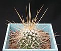 Нажмите на изображение для увеличения.

Название:	Echinocereus mombergerianus.jpg
Просмотров:	317
Размер:	87.7 Кб
ID:	383776
