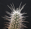 Нажмите на изображение для увеличения.

Название:	Echinocereus triglochidiatus v melanacanthus.jpg
Просмотров:	311
Размер:	99.0 Кб
ID:	383777
