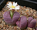 Нажмите на изображение для увеличения.

Название:	Lithops optica \'Rubra\'.jpg
Просмотров:	176
Размер:	82.0 Кб
ID:	383779