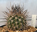 Нажмите на изображение для увеличения.

Название:	Neochilenia_chilensis_BIN_IMG_5243.jpg
Просмотров:	400
Размер:	107.6 Кб
ID:	383792