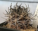 Нажмите на изображение для увеличения.

Название:	Neochilenia_D17_IMG_5249.jpg
Просмотров:	436
Размер:	99.4 Кб
ID:	383794