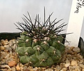 Нажмите на изображение для увеличения.

Название:	Copiapoa_grandiflora_IMG_5251.jpg
Просмотров:	359
Размер:	98.4 Кб
ID:	383796