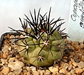Нажмите на изображение для увеличения.

Название:	Copiapoa_grandiflora_IMG_5265.jpg
Просмотров:	402
Размер:	102.0 Кб
ID:	383797