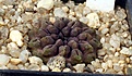Нажмите на изображение для увеличения.

Название:	Neochilenia_occulta_IMG_5252.jpg
Просмотров:	391
Размер:	75.3 Кб
ID:	383798