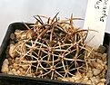 Нажмите на изображение для увеличения.

Название:	Pyrrocactus_horridus_Punitaqui_IMG_5257.jpg
Просмотров:	410
Размер:	92.1 Кб
ID:	383805