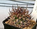 Нажмите на изображение для увеличения.

Название:	Pyrrocactus_bulbocalyx_Mazan_La_Rioja_IMG_5258.jpg
Просмотров:	409
Размер:	89.6 Кб
ID:	383806