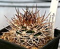 Нажмите на изображение для увеличения.

Название:	Pyrrhocactus_bulbocalyx_IMG_5259.jpg
Просмотров:	388
Размер:	104.9 Кб
ID:	383807