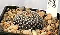 Нажмите на изображение для увеличения.

Название:	Copiapoa_humilis_FR464_IMG_5260.jpg
Просмотров:	405
Размер:	79.9 Кб
ID:	383808