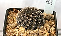 Нажмите на изображение для увеличения.

Название:	Copiapoa_humilis_FR464_IMG_5261.jpg
Просмотров:	407
Размер:	83.2 Кб
ID:	383809