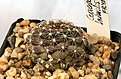 Нажмите на изображение для увеличения.

Название:	Copiapoa_humilis_FR464_IMG_5262.jpg
Просмотров:	353
Размер:	87.8 Кб
ID:	383810