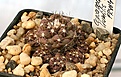 Нажмите на изображение для увеличения.

Название:	Copiapoa_humilis_FR464_IMG_5264.jpg
Просмотров:	402
Размер:	94.9 Кб
ID:	383812