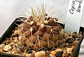 Нажмите на изображение для увеличения.

Название:	Copiapoa_lembkei_IMG_5266.jpg
Просмотров:	315
Размер:	86.1 Кб
ID:	383813
