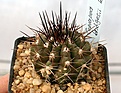 Нажмите на изображение для увеличения.

Название:	Copiapoa_bridgesii_IMG_5267.jpg
Просмотров:	313
Размер:	89.1 Кб
ID:	383814