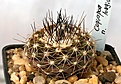 Нажмите на изображение для увеличения.

Название:	Copiapoa_longispina_IMG_5268.jpg
Просмотров:	324
Размер:	87.8 Кб
ID:	383815