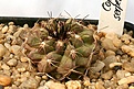 Нажмите на изображение для увеличения.

Название:	Copiapoa_serpentisulcata_IMG_5269.jpg
Просмотров:	316
Размер:	90.1 Кб
ID:	383816