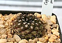 Нажмите на изображение для увеличения.

Название:	Copiapoa_montana_IMG_5270.jpg
Просмотров:	314
Размер:	89.6 Кб
ID:	383817