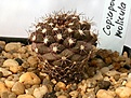 Нажмите на изображение для увеличения.

Название:	Copiapoa_molicula_IMG_5271.jpg
Просмотров:	314
Размер:	93.8 Кб
ID:	383818