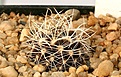 Нажмите на изображение для увеличения.

Название:	Pyrrocactus_engleri_Ovalle_IMG_5273.jpg
Просмотров:	318
Размер:	91.6 Кб
ID:	383820