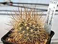 Нажмите на изображение для увеличения.

Название:	Neoporteria_gerocephala_IMG_5275.jpg
Просмотров:	329
Размер:	107.2 Кб
ID:	383822