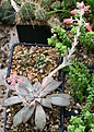 Нажмите на изображение для увеличения.

Название:	Echeveria_concolor_IMG_5360.jpg
Просмотров:	162
Размер:	97.8 Кб
ID:	383846