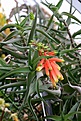 Нажмите на изображение для увеличения.

Название:	Aloe_ciliaris_IMG_5371.jpg
Просмотров:	187
Размер:	76.7 Кб
ID:	383847