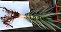 Нажмите на изображение для увеличения.

Название:	Aloe_dichotoma_IMG_5692.jpg
Просмотров:	280
Размер:	60.6 Кб
ID:	383905