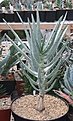 Нажмите на изображение для увеличения.

Название:	Aloe_dichotoma_IMG_5696.jpg
Просмотров:	267
Размер:	91.8 Кб
ID:	383906