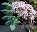 Нажмите на изображение для увеличения.

Название:	Crassula_sp_IMG_5787.jpg
Просмотров:	960
Размер:	83.0 Кб
ID:	383911