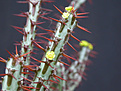 Нажмите на изображение для увеличения.

Название:	Euphorbia aeruginosa.jpg
Просмотров:	351
Размер:	71.2 Кб
ID:	383929