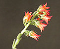 Нажмите на изображение для увеличения.

Название:	цветонос_ Echeveria pilosa.jpg
Просмотров:	964
Размер:	65.1 Кб
ID:	383930