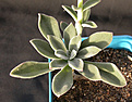 Нажмите на изображение для увеличения.

Название:	Echeveria pilosa.jpg
Просмотров:	944
Размер:	84.5 Кб
ID:	383931