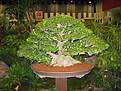 Нажмите на изображение для увеличения.

Название:	Bonsai form.jpg
Просмотров:	252
Размер:	96.0 Кб
ID:	383953