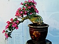Нажмите на изображение для увеличения.

Название:	Bonsai form 02.jpg
Просмотров:	253
Размер:	50.4 Кб
ID:	383954