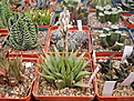 Нажмите на изображение для увеличения.

Название:	Haworthia emeliae v.multifolia.jpg
Просмотров:	177
Размер:	118.2 Кб
ID:	383970