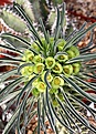 Нажмите на изображение для увеличения.

Название:	Euphorbia_clandestina_IMG_6142.jpg
Просмотров:	418
Размер:	107.3 Кб
ID:	383997