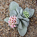 Нажмите на изображение для увеличения.

Название:	Crassula Morgans Beauty.jpg
Просмотров:	535
Размер:	106.6 Кб
ID:	384008