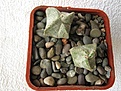 Нажмите на изображение для увеличения.

Название:	Astrophytum myriostigma v. tricostatum 1.jpg
Просмотров:	352
Размер:	46.3 Кб
ID:	384010