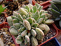 Нажмите на изображение для увеличения.

Название:	Crassula aisensis ssp.titanopsis.jpg
Просмотров:	540
Размер:	137.9 Кб
ID:	384020