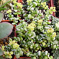 Нажмите на изображение для увеличения.

Название:	Crassula coralina.jpg
Просмотров:	605
Размер:	124.7 Кб
ID:	384021