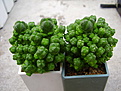 Нажмите на изображение для увеличения.

Название:	Crassula piramidalis.jpg
Просмотров:	547
Размер:	90.1 Кб
ID:	384024