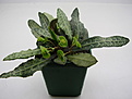 Нажмите на изображение для увеличения.

Название:	Euphorbia francoisii.jpg
Просмотров:	356
Размер:	66.1 Кб
ID:	384025