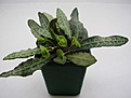 Нажмите на изображение для увеличения.

Название:	Euphorbia francoisii.jpg
Просмотров:	411
Размер:	66.1 Кб
ID:	384025