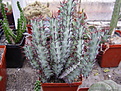 Нажмите на изображение для увеличения.

Название:	Euphorbia greenwayi.jpg
Просмотров:	411
Размер:	134.6 Кб
ID:	384026