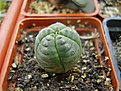 Нажмите на изображение для увеличения.

Название:	Euphorbia obesa (5 ребер).jpg
Просмотров:	413
Размер:	106.8 Кб
ID:	384027