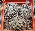 Нажмите на изображение для увеличения.

Название:	H.arachnoidea v.aranea.jpg
Просмотров:	425
Размер:	199.5 Кб
ID:	384052